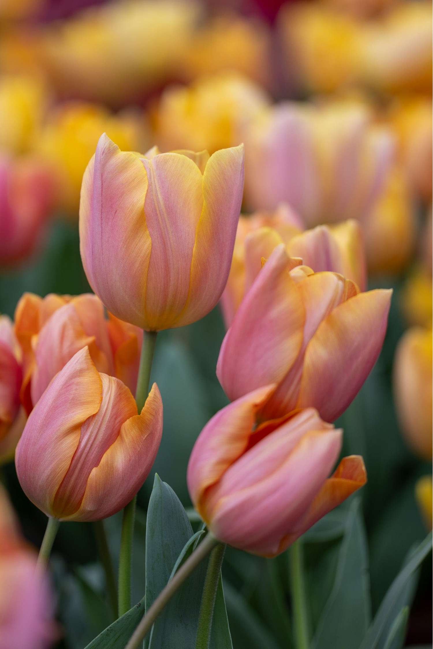 Tulppaani 'Jimmy'